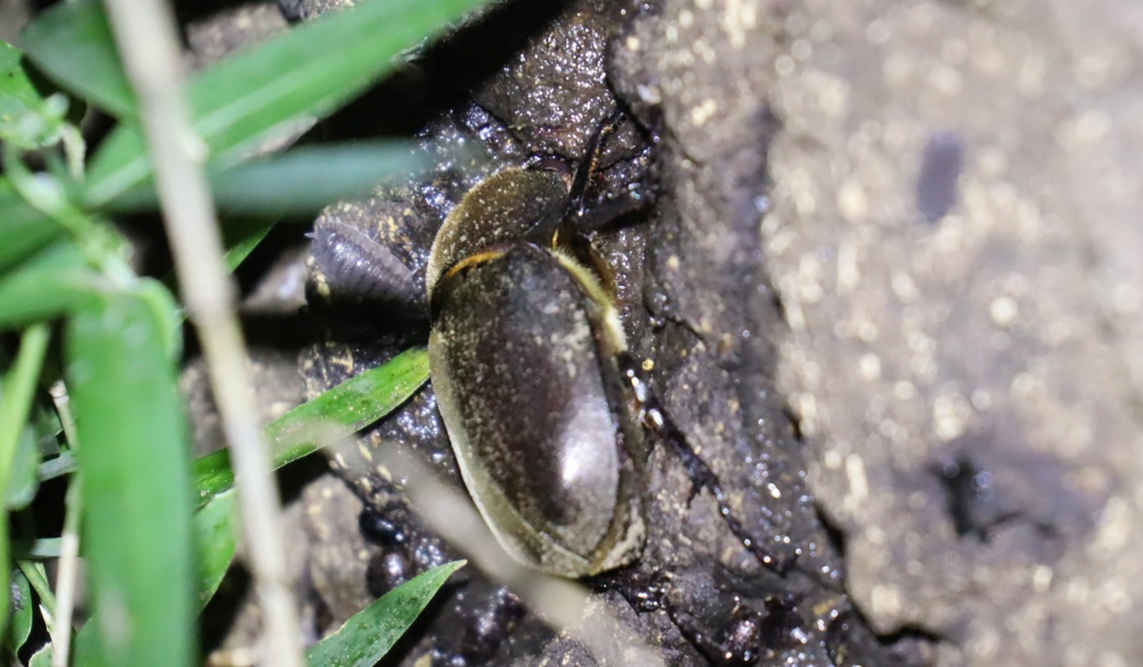 カブトムシ♀_No.1のクヌギ_クワガタ達のオアシス _2023年6月27日19時50分気温24.8度